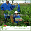 Touchhealthy supply beet seeds/Beta vulgaris seeds/forage grass seeds